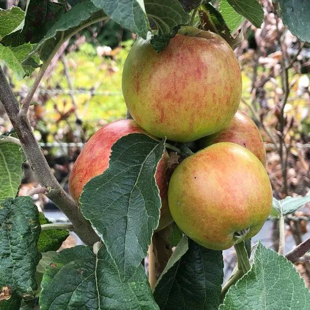 Norfolk Royal Russet Apple (Malus domestica Norfolk Royal Russet) Img 1